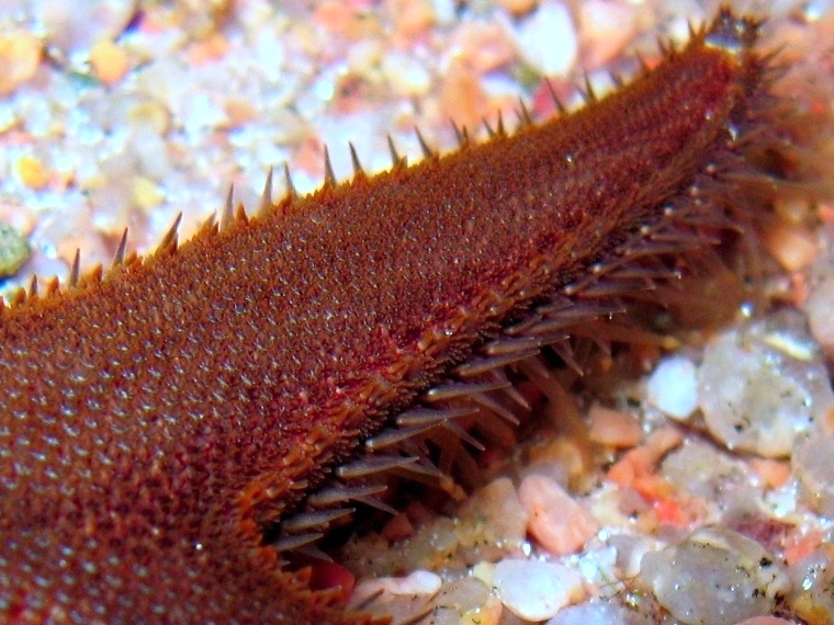 Astropecten spinulosus (Philippi, 1837)